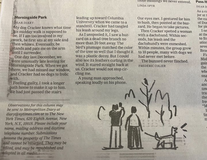 Morningside Park - Dog Walking